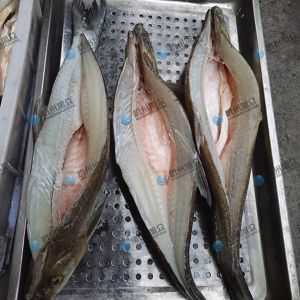 旭眾二枚開(kāi)片殺魚機(jī)，翹嘴魚開(kāi)背切片